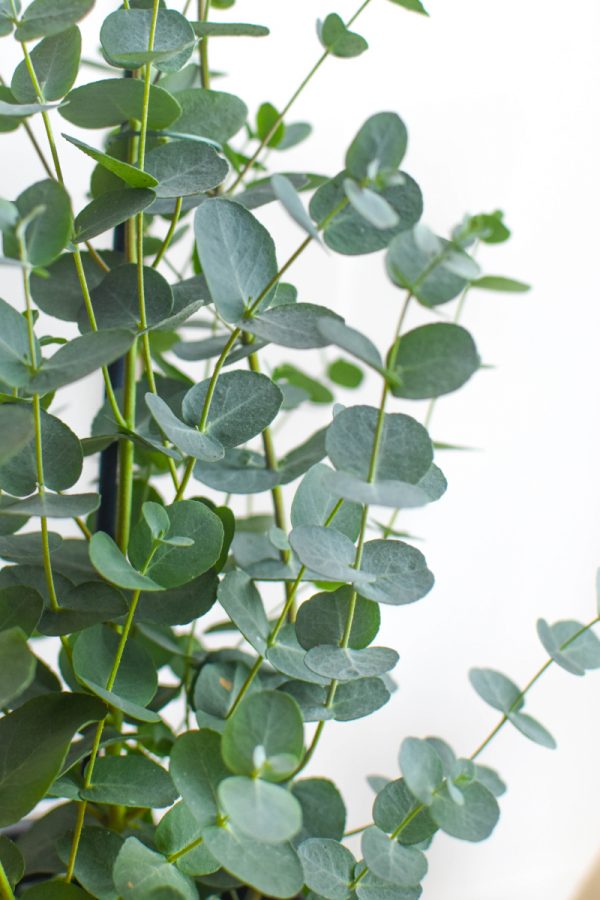 pokojova rostlina eukalyptus s drobnymi sedozelenymi listy