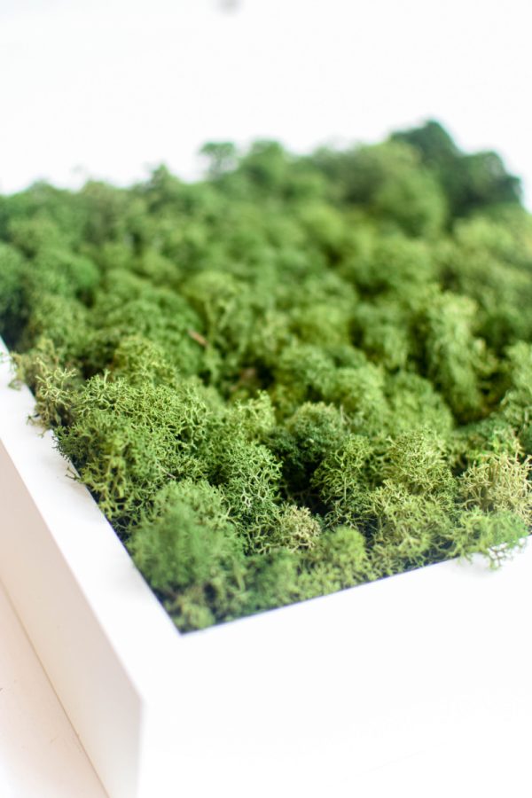 picture made from green moss in a white wooden frame