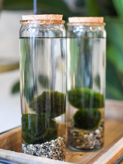 two glass jars with a cork lid with little stones and marimo moss balls