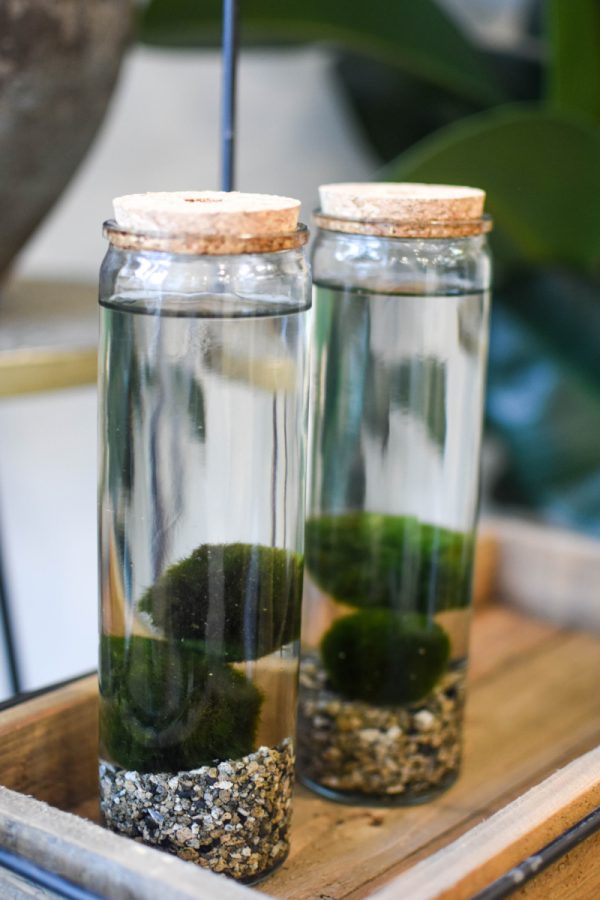 two glass jars with a cork lid with little stones and marimo moss balls