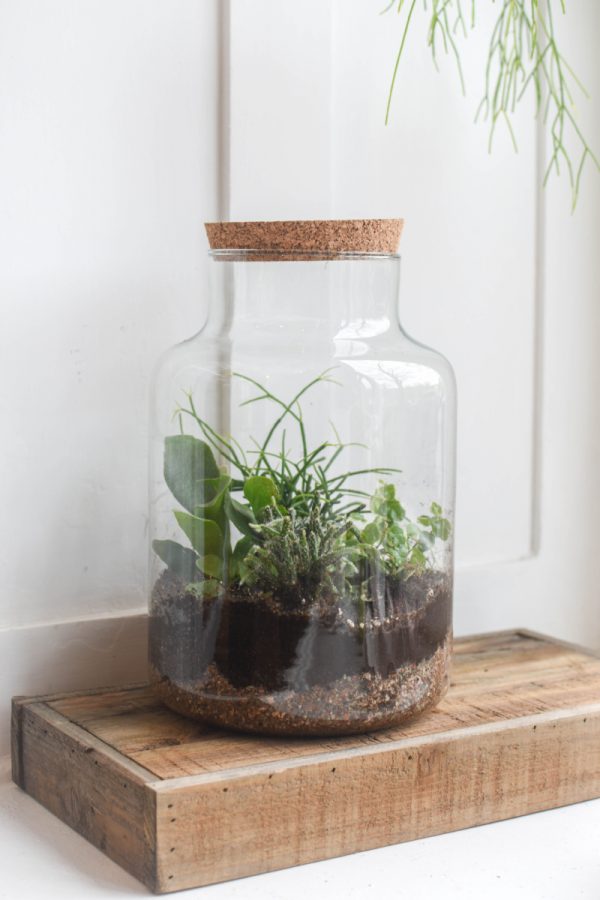 plant terrarium in a decorative glass container with a cork stopper