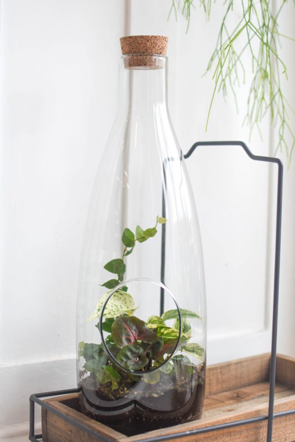 plant terrarium in a glass jar with side hole and a cork stopper