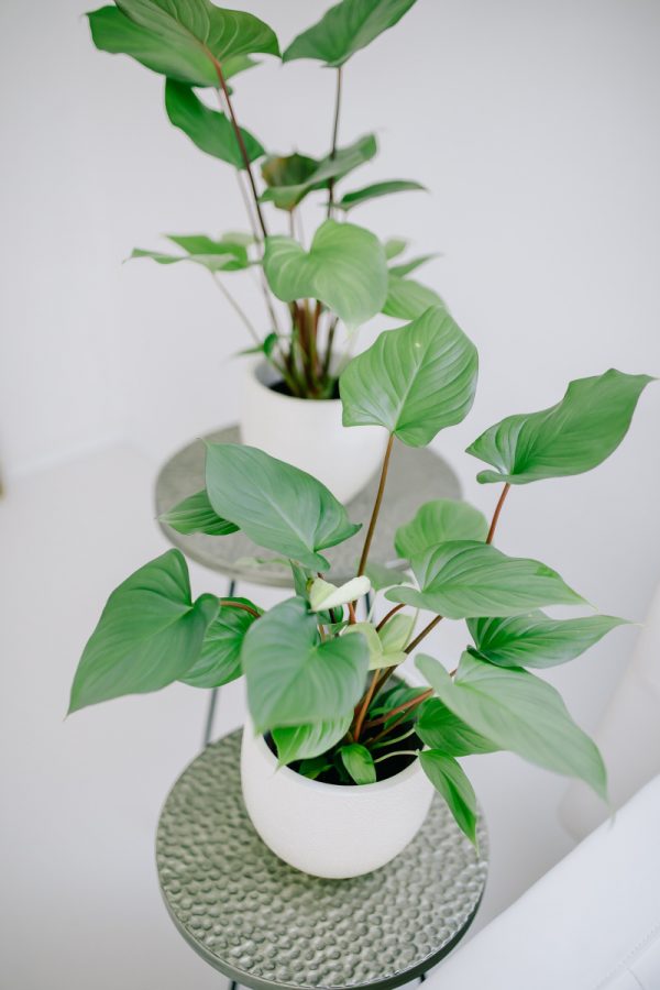 Pokojova rostlina homalomena se zelenymi srdcitymi listy a cervenohnedymi stonky v bilem kvetinaci na odkladacim stolku