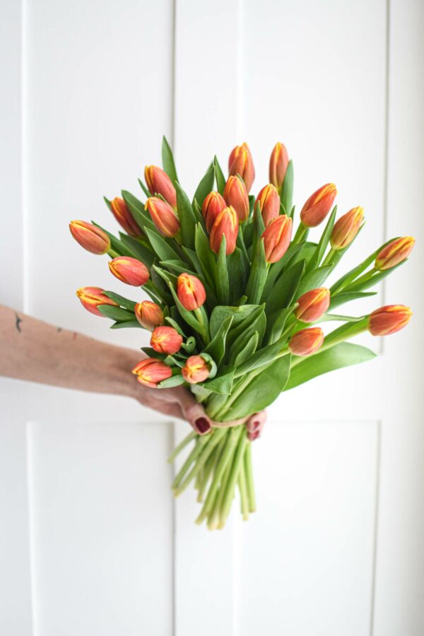 Bouquet of red-yellow tulips tied flower to flower without greenery