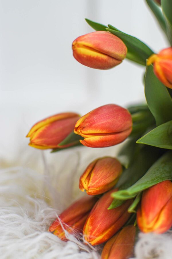 kvety cervenych tulipanu se zlutym okrajem