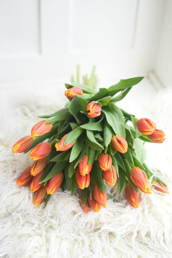 A large bouquet of red-yellow tulips laid on a white woolen blanket