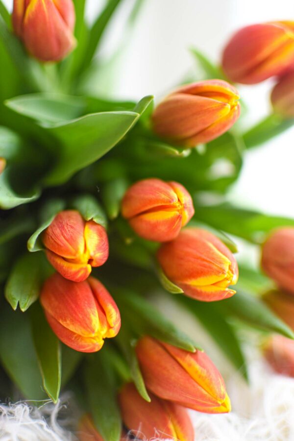 Detail of bouquet of red-yellow tulips